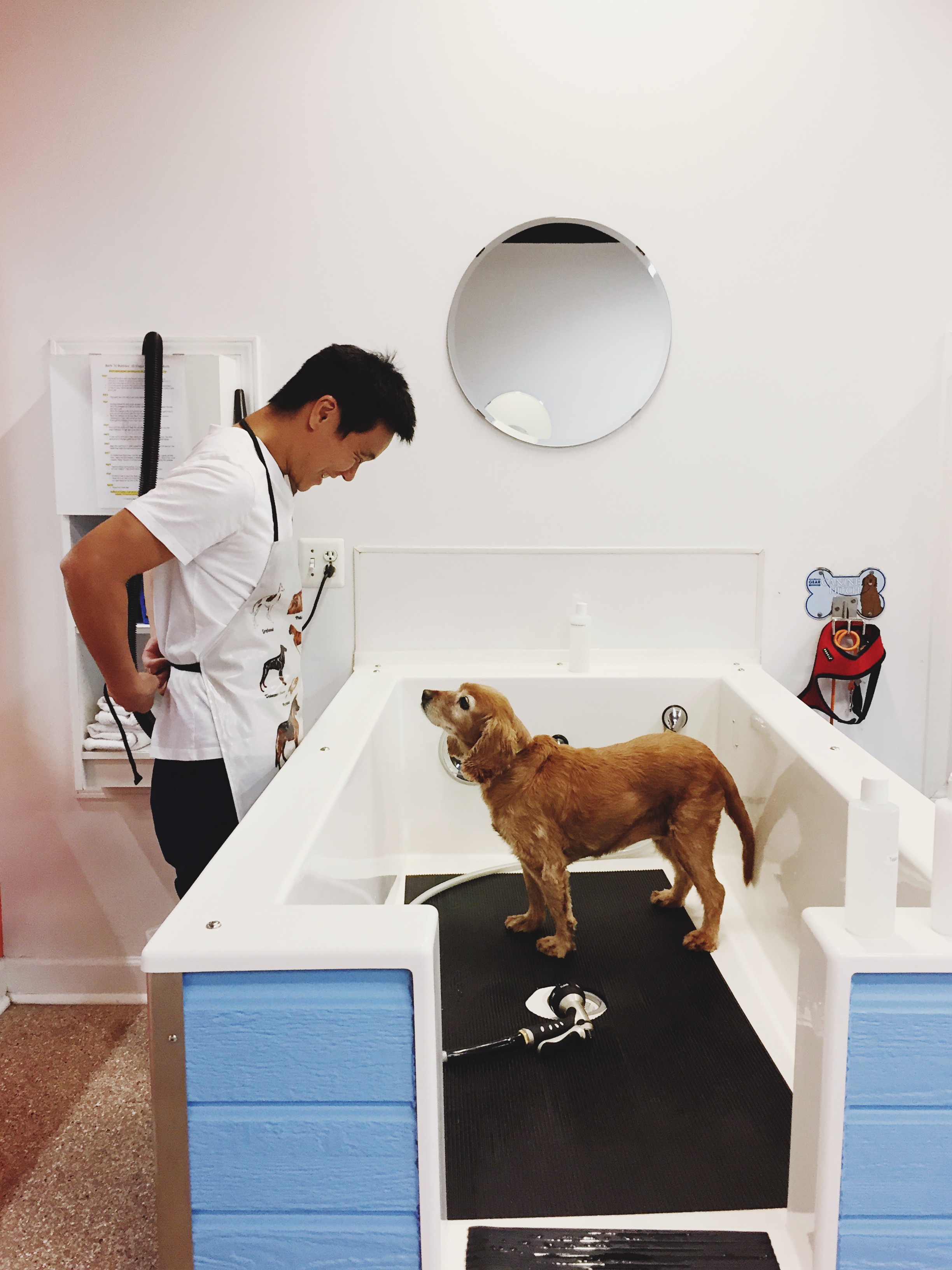 Lady yoo dog getting a bath pet dads