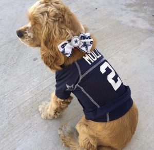 molly dog wearing sports jersey