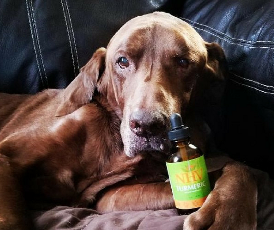 Baloo the dog posing with his bottle of NHV Turmeric