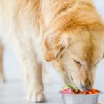 6-reasons-why-feeding-your-pet-whole-foods-is-beneficial