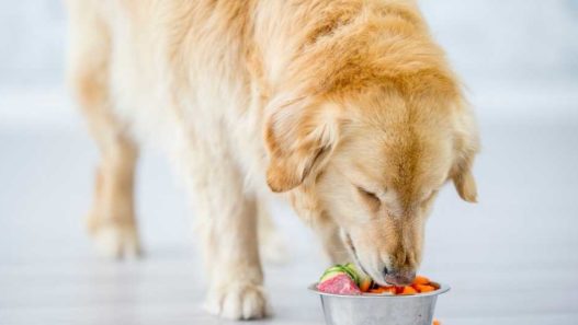 6-reasons-why-feeding-your-pet-whole-foods-is-beneficial