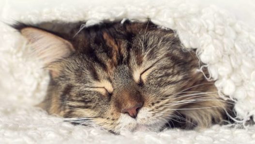 Vet Talks: Rodent Ulcers in Cats