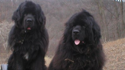 Remembering Elliemay, a newfie dog who fought lymphoma like a champion