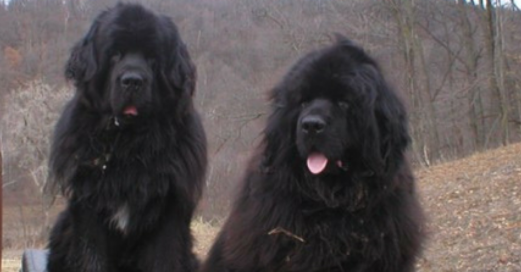 Remembering Elliemay, a newfie dog who fought lymphoma like a champion