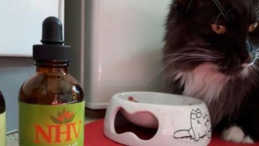 Why Spook the cat takes his NHV Mellit before his meals