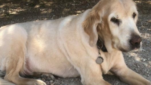 Gus the Goldie won’t let bone cancer slow him down