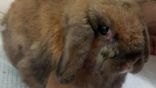 NHV supplements are helping Alice the bunny with cancer