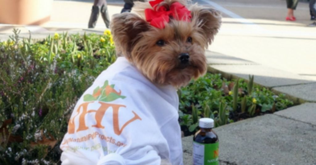 NHV’s live session with Judy the cancer warrior Yorkie