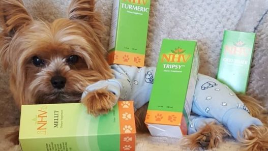 Party for dogs in pyjamas on NHV’s Instagram