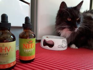 cat diabetes NHV mellit
