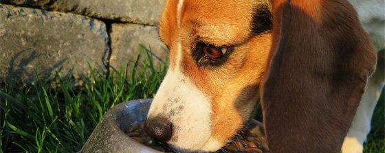 homemade pet food