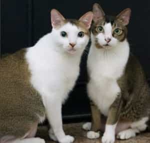mini and peanut cat siblings