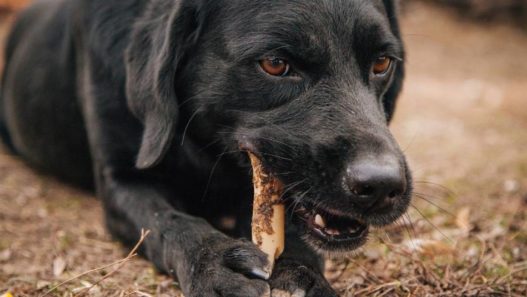 Vet Tech Rounds: Sticks, Bones and Dogs