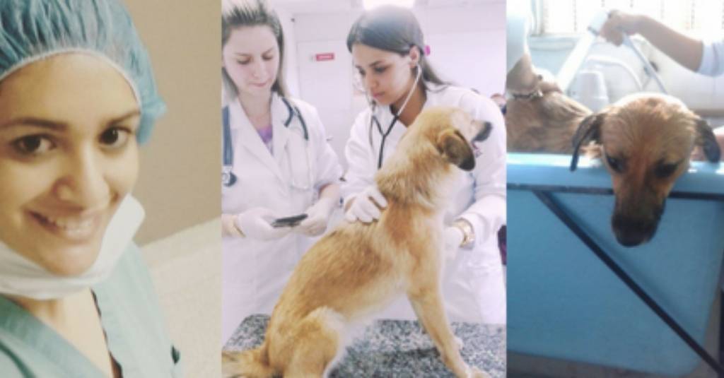 Vet Talks: From Rescuing Street Animals to Becoming a Veterinarian, Dr. Amanda’s Story