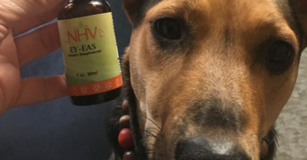NHV herbal eye drops help Potcake puppy Leia with eye infections
