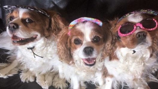 Herbal help for three adorable Cavaliers with hip dysplasia, luxating patella