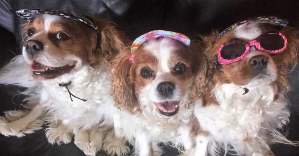 Herbal help for three adorable Cavaliers with hip dysplasia, luxating patella