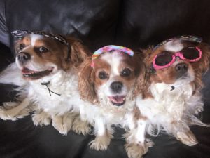 king charles spaniels luxating patella and hip dysplasia