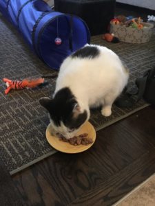 bert cat with cancer sitting with his toy