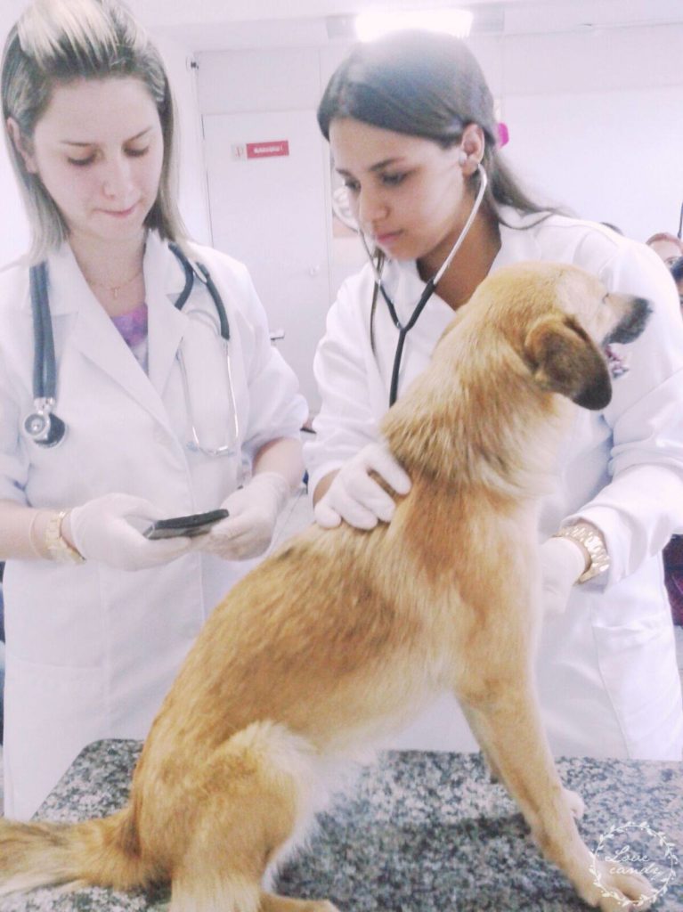 caring for dogs dr amanda