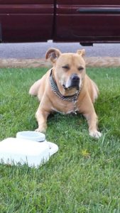 charlie pitbull with. cancer