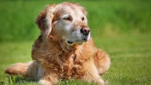 Vet Talks: Bone Cancer in Dogs – Symptoms, Diagnosis and Treatment