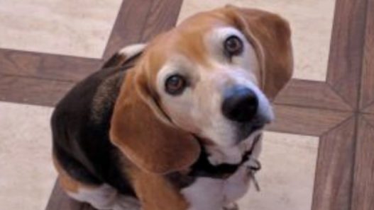 Noel the Beagle’s Heart Will Go On: Heart Murmurs in Dogs
