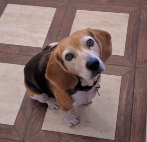 Beagle with heart murmur