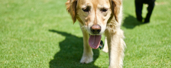 bone cancer in dogs