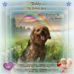 teddy dog Cushing's Disease