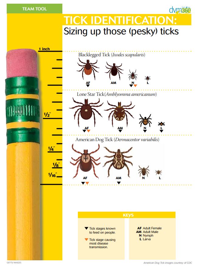 Tick ID