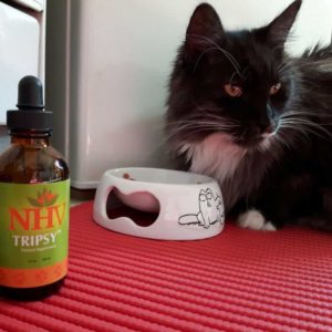 caring for senior pets NHV natural supplments - Cat Spooks
