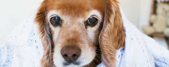 caring for senior pets NHV natural supplments