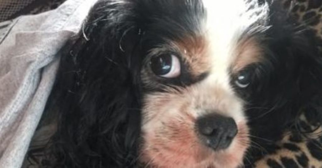 14 year old Cavalier Katie is all hearts for NHV Hearty-Heart