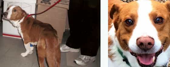 A Second Chance for Barney the Corgibull and a double dose of NHV