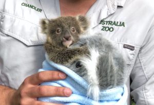 koala selfie nhv natural selfie
