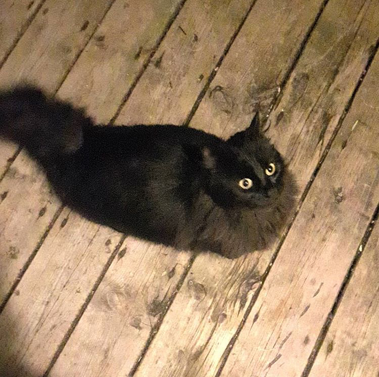 black beauty cat