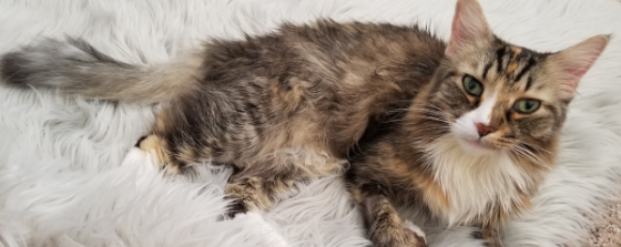 peachez cat milk thistle