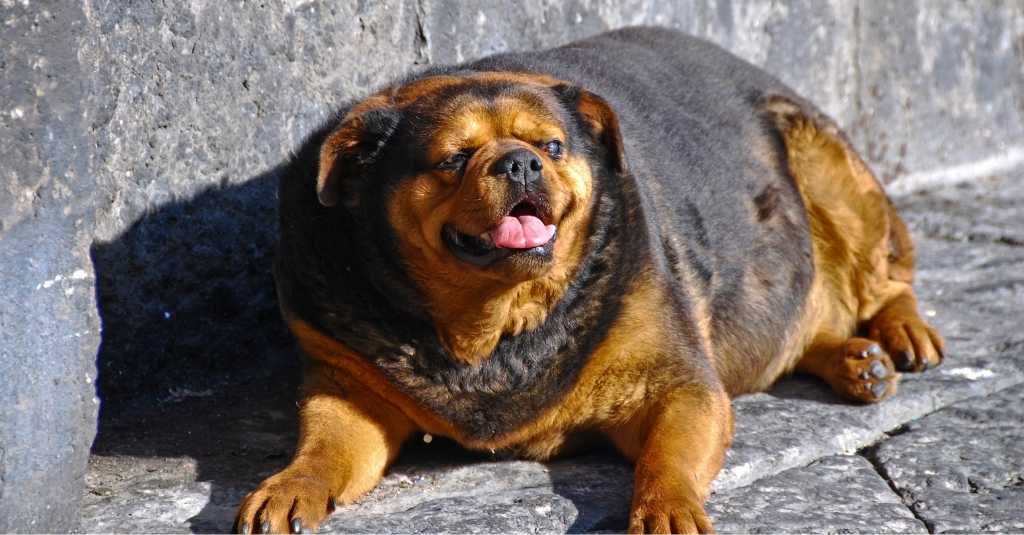 Vet talks in obesity in pets