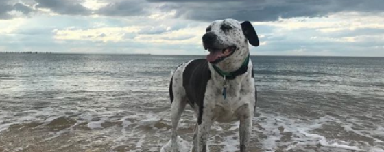 Anal Sac Adenocarcinoma is a journey - Dexter found a friend in NHV