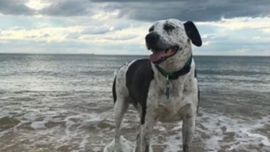 Anal Sac Adenocarcinoma is a journey – Dexter found a friend in NHV