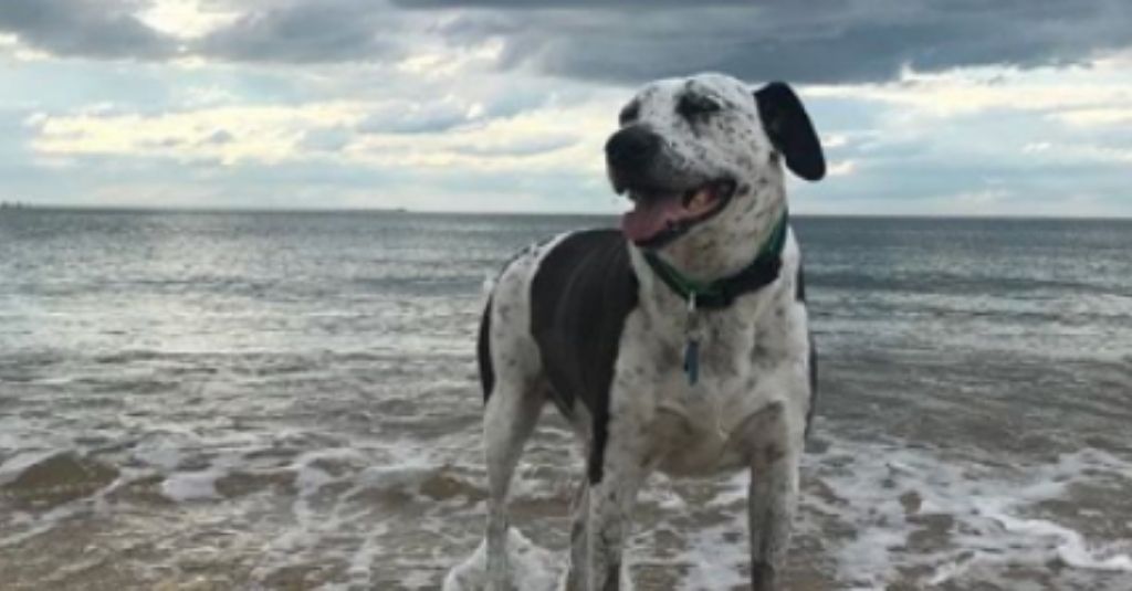 Anal Sac Adenocarcinoma is a journey – Dexter found a friend in NHV
