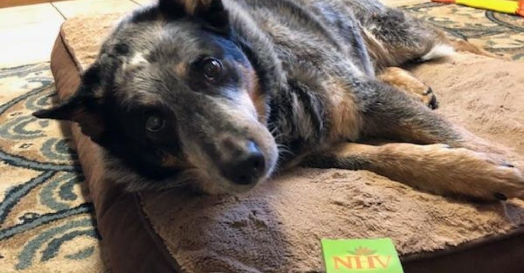 Mega-Esophagus in Dogs: Bandit’s Ranch Retirement