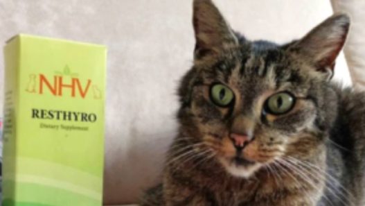 Cat Community of Instagram comes together for Sylvester, the Senior Kitty