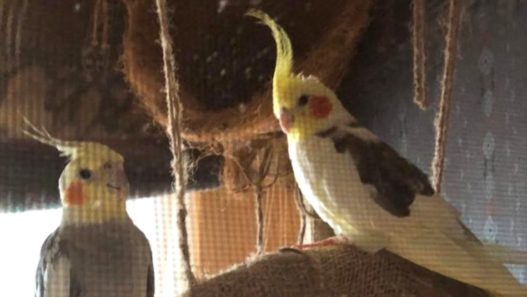 24 Year Old Cockatiel With Liver Cancer Spreads His Wings