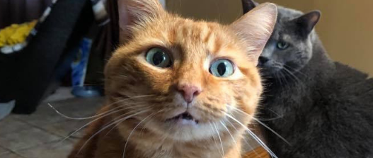 Frisco- chronic diarrhea in cats
