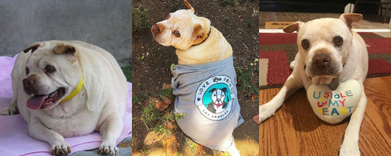 bob dog chihuahua