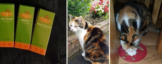 angel cat from scotland with bladder cancer