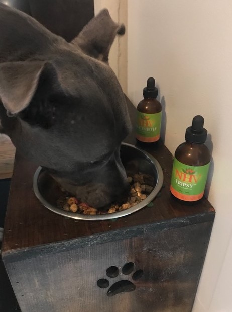 blue dog THC poisoning in dogs