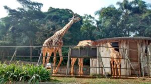 feeding a zoo - balanced diet for animals